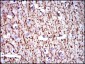 MBP Antibody